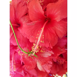 hibiscus tea bags -bulk tea (tbc)