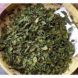 gymnema tea bags - bulk quantity (tbc)