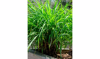 Centrolina Plant