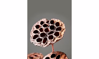 Dried Lotus Flowers