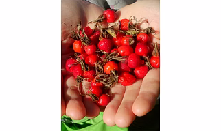 Dried Rose Hips