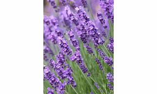 Fresh Lavender Flowers