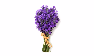 Fresh Lavender Flowers Bunch