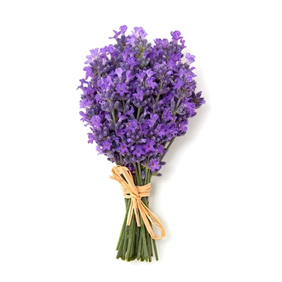 Dry Lavender Flower Manufacturer Supplier from Jammu India