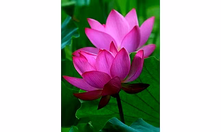 Fresh Lotus Flowers