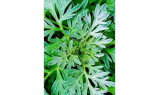 Fresh Artemisia Leaves