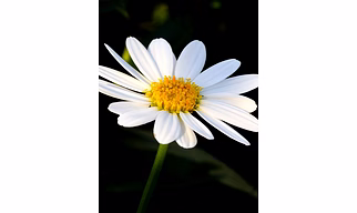 Fresh Chamomile Flowers