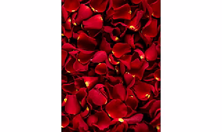 Fresh Rose Petals