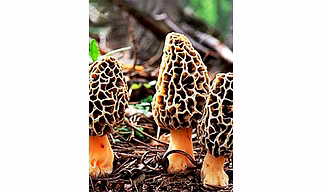 Kashmiri Morels Mushroom