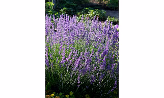 Lavender Plant