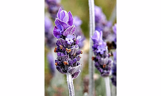 Organic Fresh Lavender Flowers