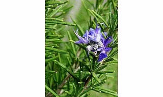 Rosemary Plant