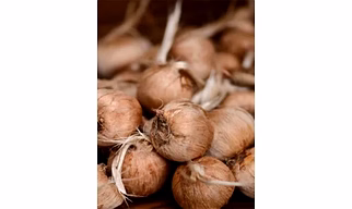 Saffron Bulbs