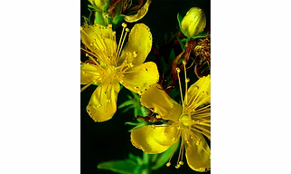 St. John Wort Plant Extracts