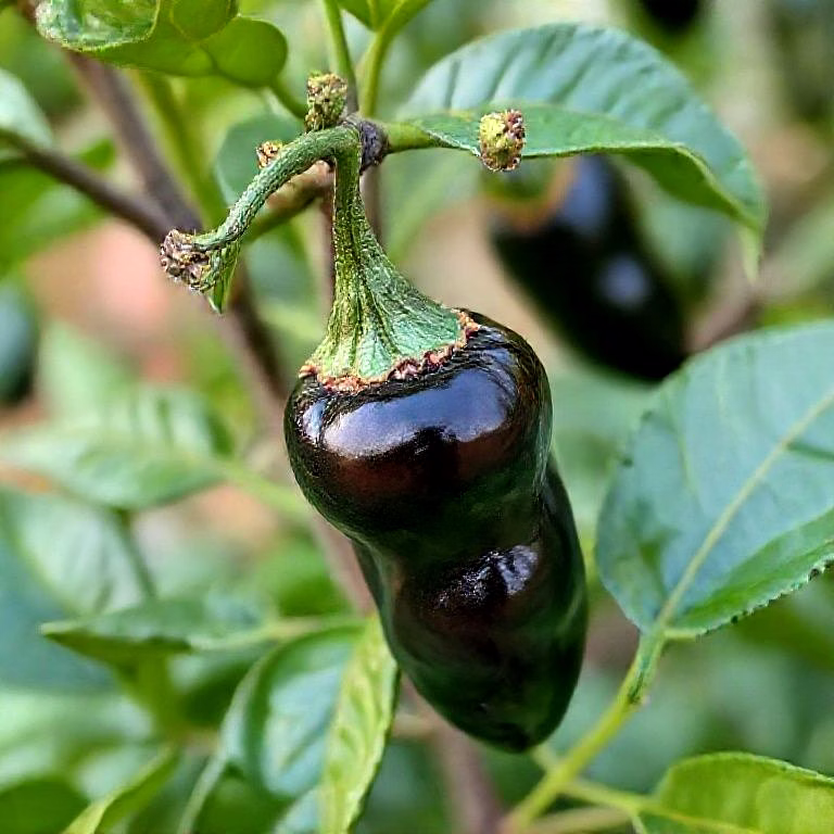 Black Pepper image 2