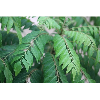 Curry Tree-Mars1009