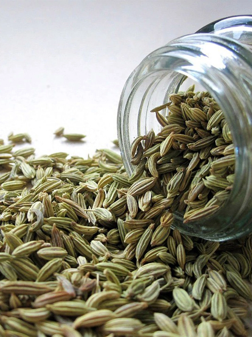 Fennel Seeds-Mars1016