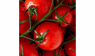 Tomato