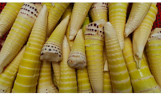 Bamboo Shoots