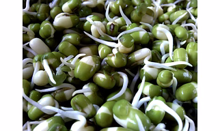 Bean Sprouts