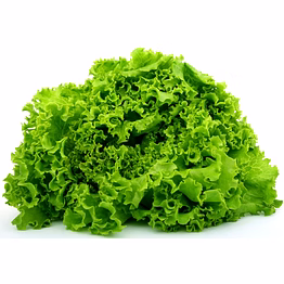 mars export lettuce