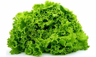 Lettuce
