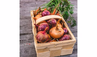 Onion