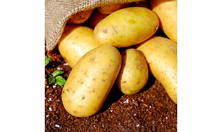 Potato