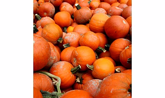 Pumpkin'Radicchio