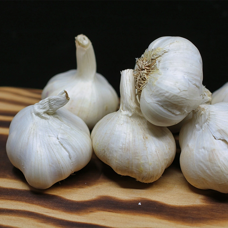 Garlic-Mars1058