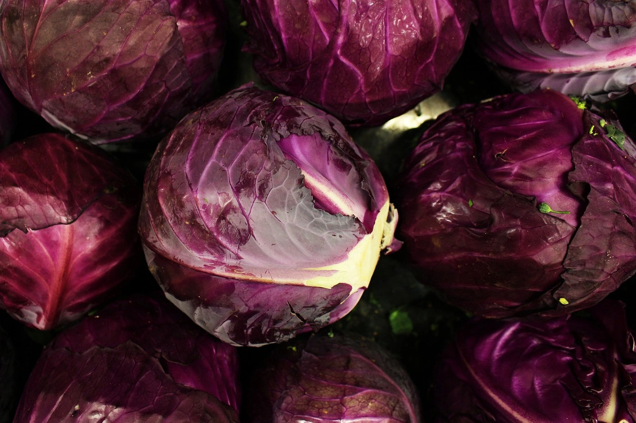 Red Cabbage-Mars1061