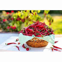 mars export red chili pepper