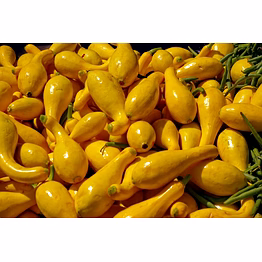 mars export yellow squash