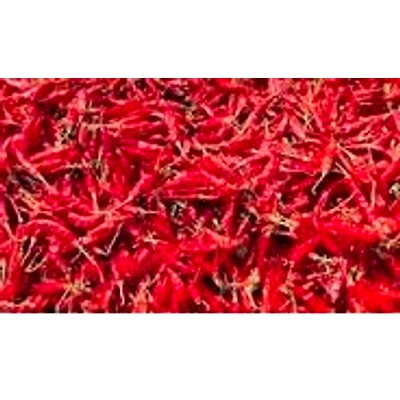 Red Chili Pepper-3