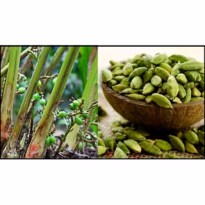 cardamoms'-1