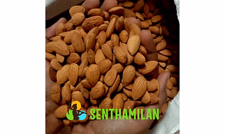 Regular Almond
