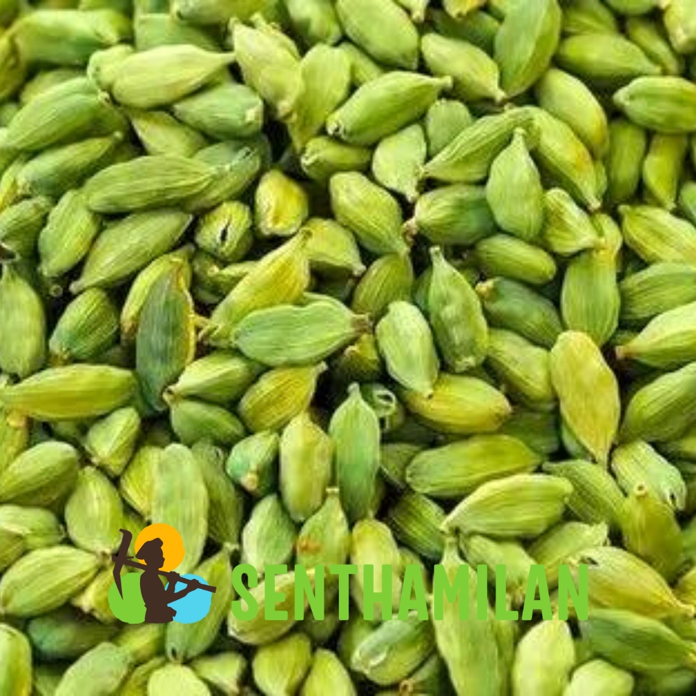 8 mm Green Cardamom-3