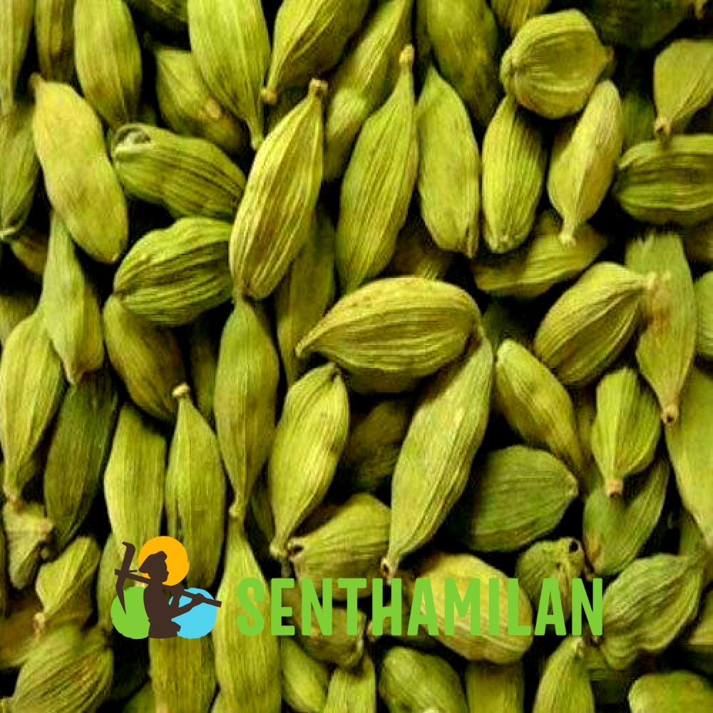 8 mm Green Cardamom-2