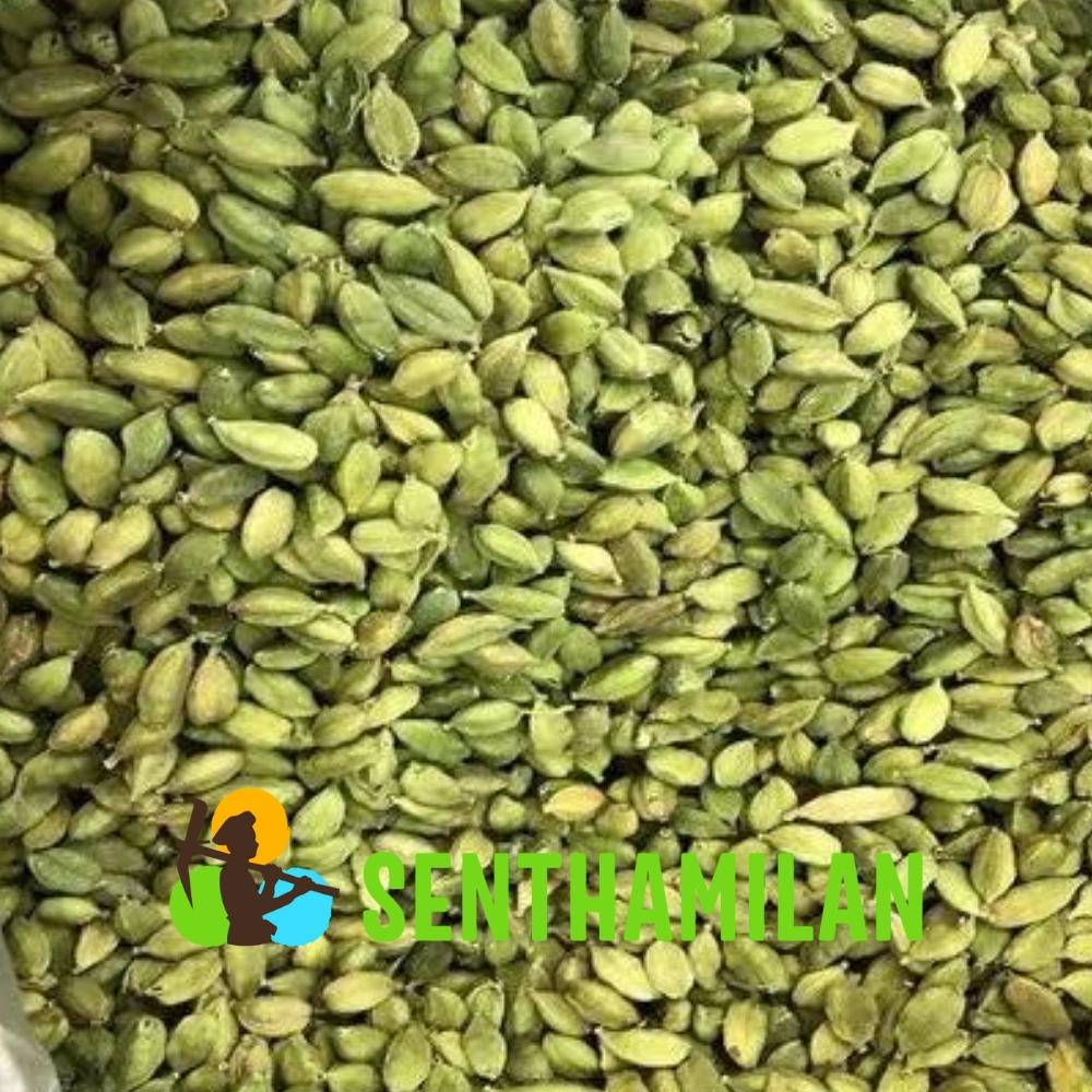 8 mm Green Cardamom-1