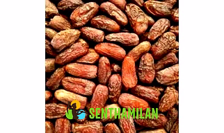 Saudi Amber Dates