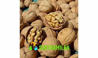 Soft Shell Walnut