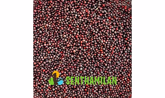 Mustard Seed (Regular)