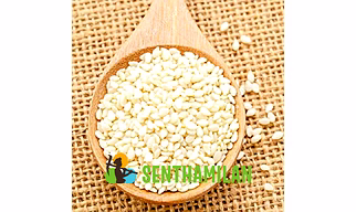Sesame White Regular