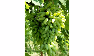 Grapes