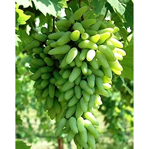 Grapes