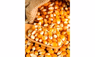 Yellow Maize