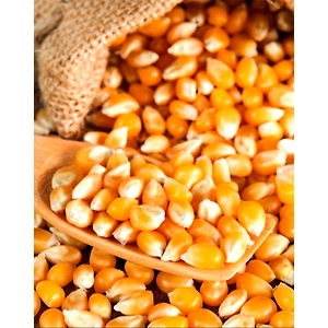 Yellow Maize