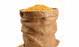 Maize Corn : Zea mays