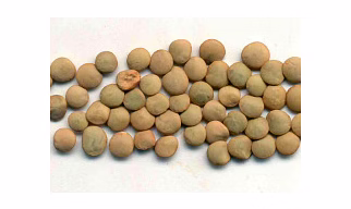 Green Lentils