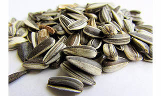 Sunflower Seed
